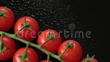 黑色背景的新鲜樱桃番茄。 一束带水滴的新鲜樱桃番茄。